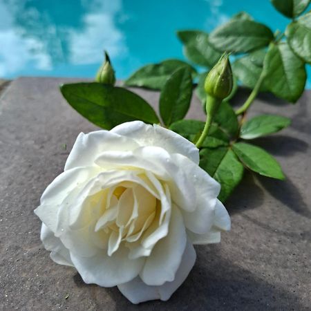 לינה וארוחת בוקר פוצ'פסטרום Bella Rosa מראה חיצוני תמונה