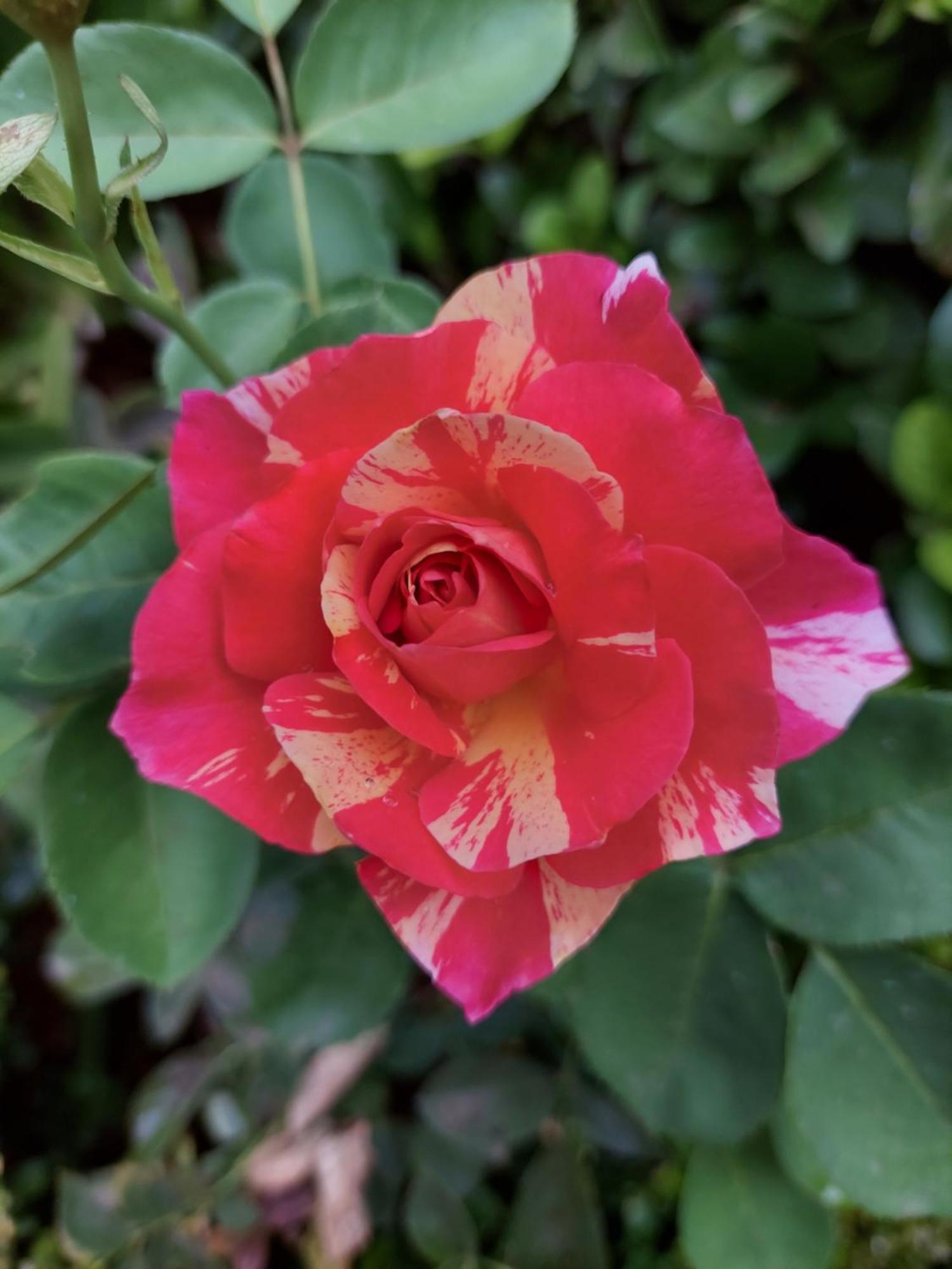 לינה וארוחת בוקר פוצ'פסטרום Bella Rosa מראה חיצוני תמונה